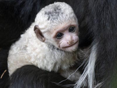 A newborn black and white colobus monkey with pure white fur and a bare pink face is cradled against the dark fur of an adult, looking toward the camera.