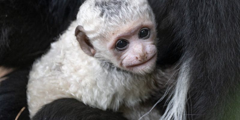 A newborn black and white colobus monkey with pure white fur and a bare pink face is cradled against the dark fur of an adult, looking toward the camera.