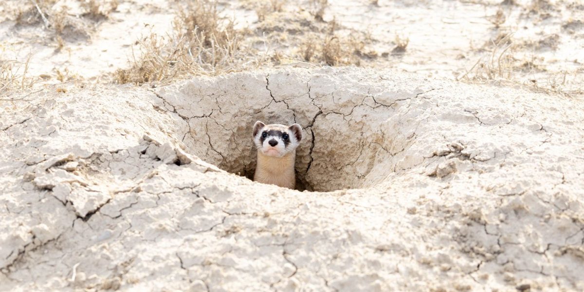 A black-footed ferret looks out from the mouth of a burrow in dry, cracked pale earth, only its head and the dark mask across its eyes above ground, with scrub grass scattered around the opening.