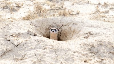 A black-footed ferret looks out from the mouth of a burrow in dry, cracked pale earth, only its head and the dark mask across its eyes above ground, with scrub grass scattered around the opening.