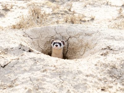 A black-footed ferret looks out from the mouth of a burrow in dry, cracked pale earth, only its head and the dark mask across its eyes above ground, with scrub grass scattered around the opening.