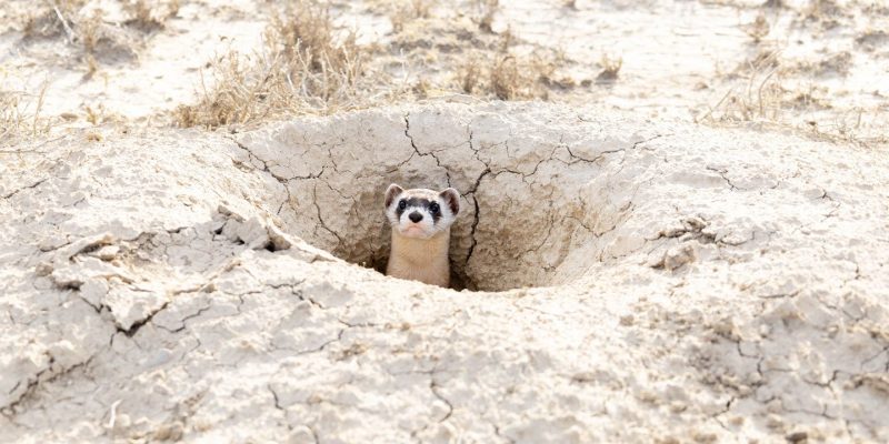 A black-footed ferret looks out from the mouth of a burrow in dry, cracked pale earth, only its head and the dark mask across its eyes above ground, with scrub grass scattered around the opening.