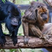 Two black howler monkeys sit side by side on a thick horizontal branch, the one on the left with solid black fur leaning forward over the branch, the one on the right with shaggy golden-tan fur resting on folded limbs, with green leaves overhead and out-of-focus foliage behind them.