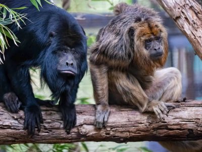 Two black howler monkeys sit side by side on a thick horizontal branch, the one on the left with solid black fur leaning forward over the branch, the one on the right with shaggy golden-tan fur resting on folded limbs, with green leaves overhead and out-of-focus foliage behind them.