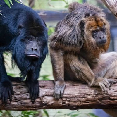 Two black howler monkeys sit side by side on a thick horizontal branch, the one on the left with solid black fur leaning forward over the branch, the one on the right with shaggy golden-tan fur resting on folded limbs, with green leaves overhead and out-of-focus foliage behind them.