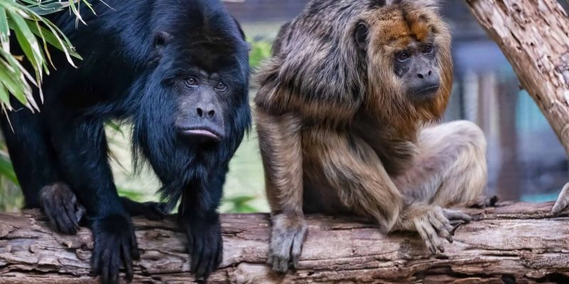 Two black howler monkeys sit side by side on a thick horizontal branch, the one on the left with solid black fur leaning forward over the branch, the one on the right with shaggy golden-tan fur resting on folded limbs, with green leaves overhead and out-of-focus foliage behind them.