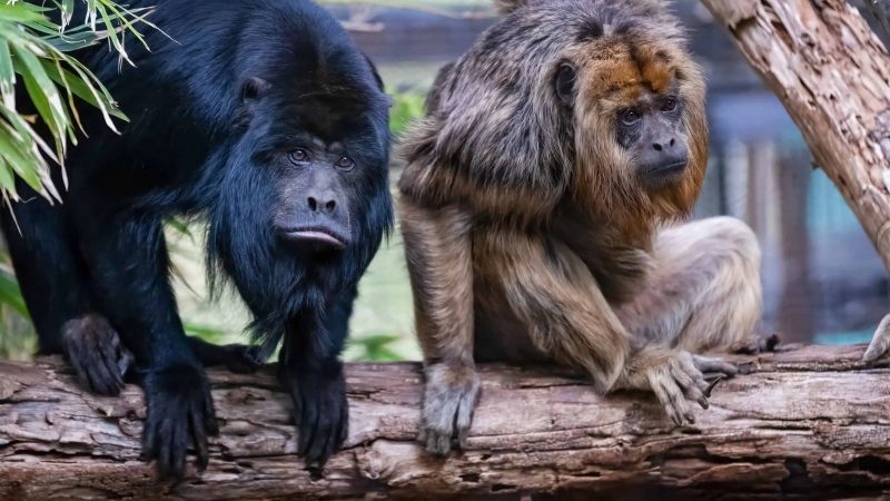 Two black howler monkeys sit side by side on a thick horizontal branch, the one on the left with solid black fur leaning forward over the branch, the one on the right with shaggy golden-tan fur resting on folded limbs, with green leaves overhead and out-of-focus foliage behind them.