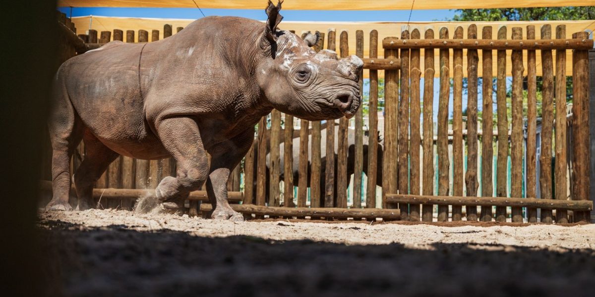 A black rhino with its horn cut back walks across the sand of a wooden holding boma at Matusadona National Park, photographed through a viewing slot, with a second rhino standing behind the poles.