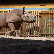 A black rhino with its horn cut back walks across the sand of a wooden holding boma at Matusadona National Park, photographed through a viewing slot, with a second rhino standing behind the poles.