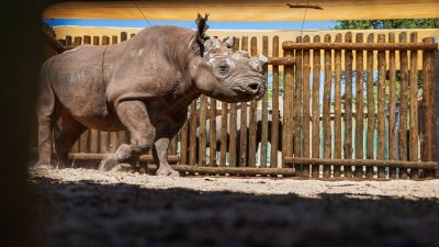 A black rhino with its horn cut back walks across the sand of a wooden holding boma at Matusadona National Park, photographed through a viewing slot, with a second rhino standing behind the poles.