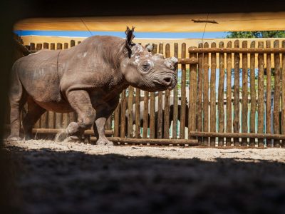 A black rhino with its horn cut back walks across the sand of a wooden holding boma at Matusadona National Park, photographed through a viewing slot, with a second rhino standing behind the poles.