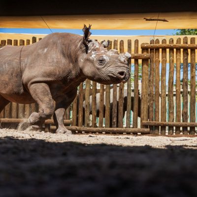 A black rhino with its horn cut back walks across the sand of a wooden holding boma at Matusadona National Park, photographed through a viewing slot, with a second rhino standing behind the poles.
