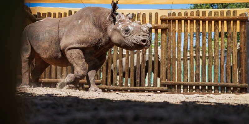 A black rhino with its horn cut back walks across the sand of a wooden holding boma at Matusadona National Park, photographed through a viewing slot, with a second rhino standing behind the poles.