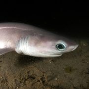 A bluntnose sixgill shark rests on a sandy seafloor in the beam of an underwater light, its pale gray body in profile with the six gill slits visible behind the head and a large reflective teal-green eye.