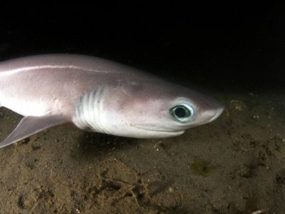 A bluntnose sixgill shark rests on a sandy seafloor in the beam of an underwater light, its pale gray body in profile with the six gill slits visible behind the head and a large reflective teal-green eye.
