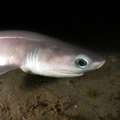 A bluntnose sixgill shark rests on a sandy seafloor in the beam of an underwater light, its pale gray body in profile with the six gill slits visible behind the head and a large reflective teal-green eye.