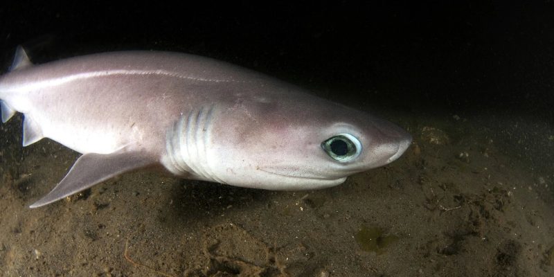 A bluntnose sixgill shark rests on a sandy seafloor in the beam of an underwater light, its pale gray body in profile with the six gill slits visible behind the head and a large reflective teal-green eye.