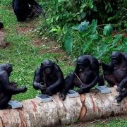 Six bonobos sit along two felled logs fitted with metal puzzle boxes at Lola ya Bonobo sanctuary, several of them holding thin sticks used to reach food inside the puzzles.