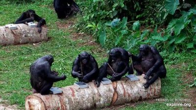 Six bonobos sit along two felled logs fitted with metal puzzle boxes at Lola ya Bonobo sanctuary, several of them holding thin sticks used to reach food inside the puzzles.