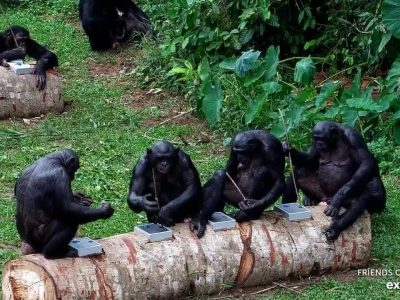 Six bonobos sit along two felled logs fitted with metal puzzle boxes at Lola ya Bonobo sanctuary, several of them holding thin sticks used to reach food inside the puzzles.