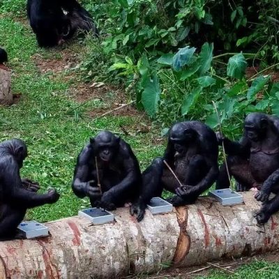 Six bonobos sit along two felled logs fitted with metal puzzle boxes at Lola ya Bonobo sanctuary, several of them holding thin sticks used to reach food inside the puzzles.