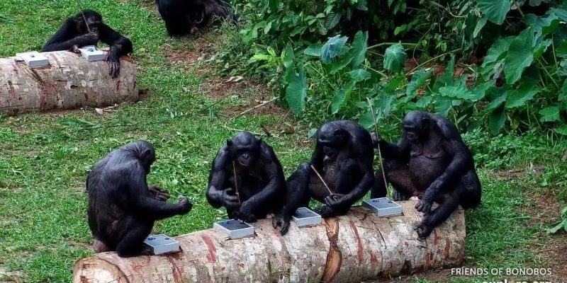 Six bonobos sit along two felled logs fitted with metal puzzle boxes at Lola ya Bonobo sanctuary, several of them holding thin sticks used to reach food inside the puzzles.