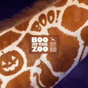 Promotional graphic for Cheyenne Mountain Zoo's Boo at the Zoo showing a close-up of a giraffe's neck whose spot pattern forms a jack-o-lantern, a black cat and the word BOO, against a purple smoke background, with the event and zoo 100 Years logo at the center.