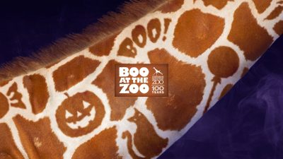 Promotional graphic for Cheyenne Mountain Zoo's Boo at the Zoo showing a close-up of a giraffe's neck whose spot pattern forms a jack-o-lantern, a black cat and the word BOO, against a purple smoke background, with the event and zoo 100 Years logo at the center.