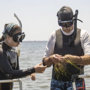Two people in wetsuits, dive masks and snorkels stand chest deep in open water beside a white frame marker, both looking down at a handful of green seagrass shoots one of them is holding up out of the water.