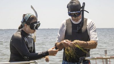 Two people in wetsuits, dive masks and snorkels stand chest deep in open water beside a white frame marker, both looking down at a handful of green seagrass shoots one of them is holding up out of the water.