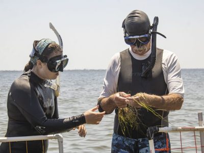 Two people in wetsuits, dive masks and snorkels stand chest deep in open water beside a white frame marker, both looking down at a handful of green seagrass shoots one of them is holding up out of the water.