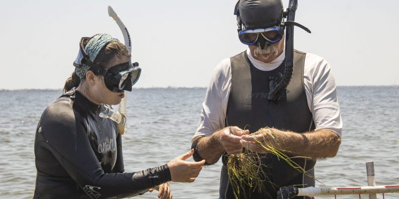 Two people in wetsuits, dive masks and snorkels stand chest deep in open water beside a white frame marker, both looking down at a handful of green seagrass shoots one of them is holding up out of the water.