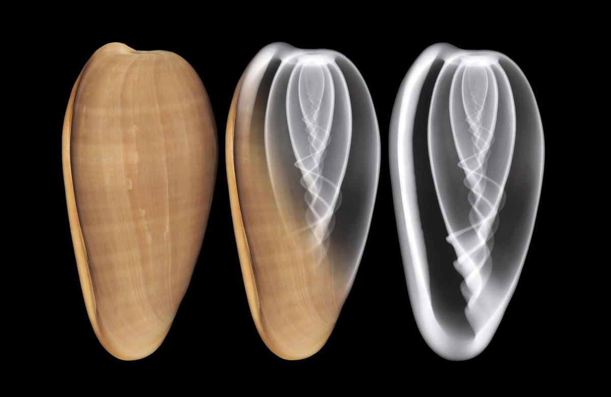 Three views of a bubble marginella shell on a black background. Two color photographs show a smooth glossy cream-colored oval shell from the front and the side. The X-ray at the right shows the same shell in gray, with pale twisting lines spiralling up the central pillar inside it.