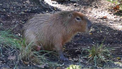 A capybara stands at the edge of dark, damp ground beside tufts of grass, its coarse reddish-brown coat catching the sun, in an outdoor habitat at the Saint Louis Zoo.