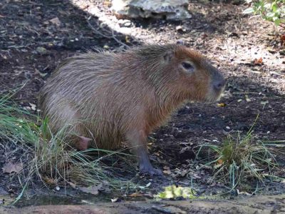 A capybara stands at the edge of dark, damp ground beside tufts of grass, its coarse reddish-brown coat catching the sun, in an outdoor habitat at the Saint Louis Zoo.
