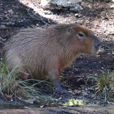 A capybara stands at the edge of dark, damp ground beside tufts of grass, its coarse reddish-brown coat catching the sun, in an outdoor habitat at the Saint Louis Zoo.