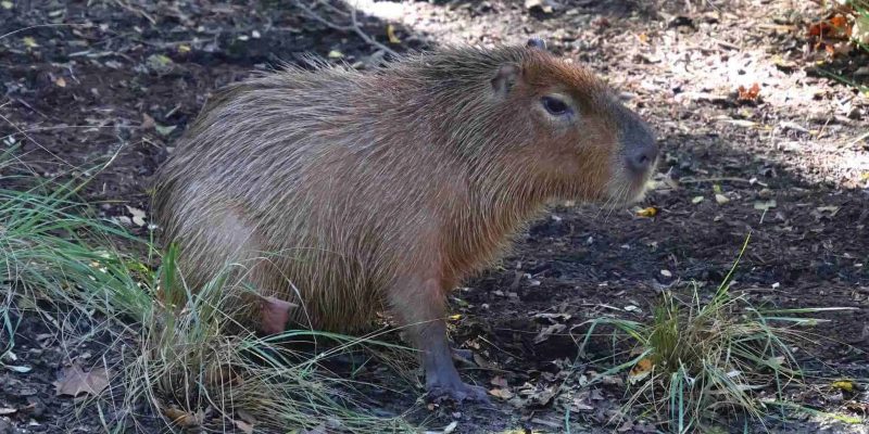 A capybara stands at the edge of dark, damp ground beside tufts of grass, its coarse reddish-brown coat catching the sun, in an outdoor habitat at the Saint Louis Zoo.