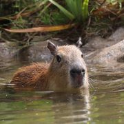 A young capybara swims with only its head and upper back above the surface of a green pond, facing the camera, with reeds and a rock bank behind it.