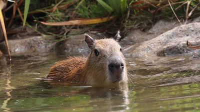 A young capybara swims with only its head and upper back above the surface of a green pond, facing the camera, with reeds and a rock bank behind it.