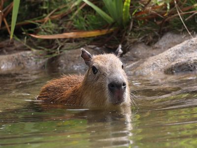 A young capybara swims with only its head and upper back above the surface of a green pond, facing the camera, with reeds and a rock bank behind it.