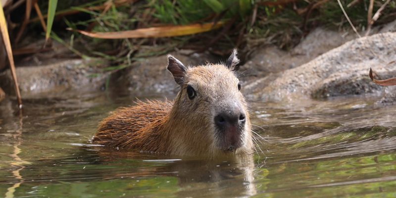 A young capybara swims with only its head and upper back above the surface of a green pond, facing the camera, with reeds and a rock bank behind it.