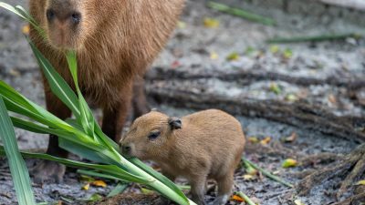 A capybara pup, small and reddish-brown, stands on bare ground beside tall green leaves, with the head and shoulders of its much larger mother behind it.