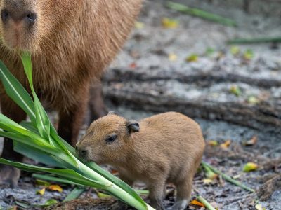 A capybara pup, small and reddish-brown, stands on bare ground beside tall green leaves, with the head and shoulders of its much larger mother behind it.