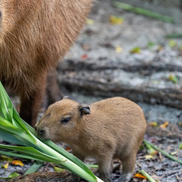 A capybara pup, small and reddish-brown, stands on bare ground beside tall green leaves, with the head and shoulders of its much larger mother behind it.