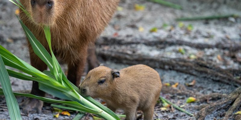 A capybara pup, small and reddish-brown, stands on bare ground beside tall green leaves, with the head and shoulders of its much larger mother behind it.