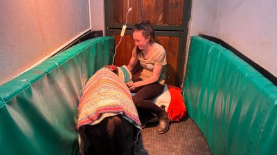A caregiver in a pale T-shirt sits on the floor of a padded green-walled boma beside a young white rhino calf draped in a striped crocheted blanket, with an intravenous line running down from the ceiling above them.
