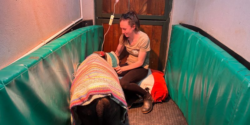 A caregiver in a pale T-shirt sits on the floor of a padded green-walled boma beside a young white rhino calf draped in a striped crocheted blanket, with an intravenous line running down from the ceiling above them.