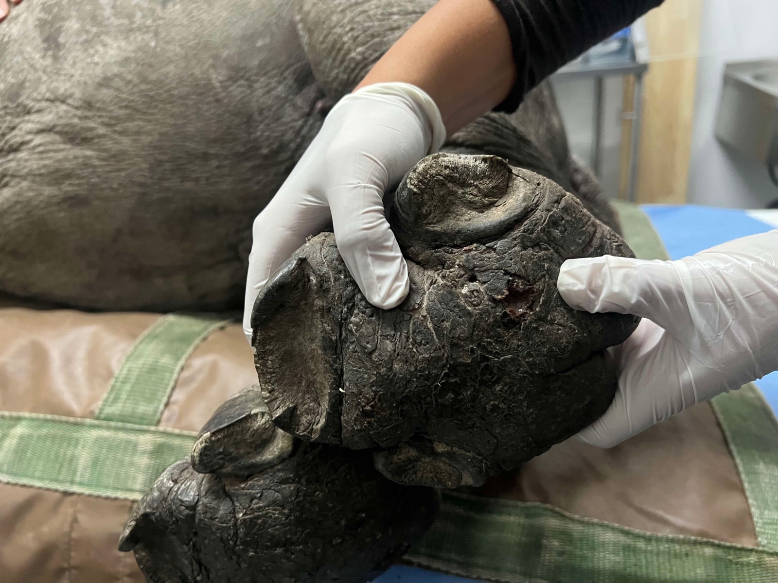 Two gloved hands hold up the underside of a young white rhino's foot, showing the thick dark sole and several raw open wounds where embedded thorns caused abscesses, while the calf lies on a padded green and brown mat.