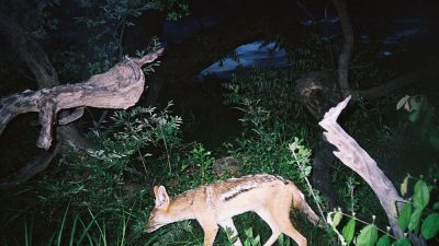 A black-backed jackal walks left to right through low green bush at night, lit by a camera trap flash, with fallen pale deadwood and dark trees behind it.