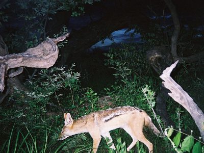 A black-backed jackal walks left to right through low green bush at night, lit by a camera trap flash, with fallen pale deadwood and dark trees behind it.